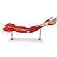 human muscle model